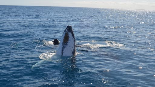 Une baleine à bosse