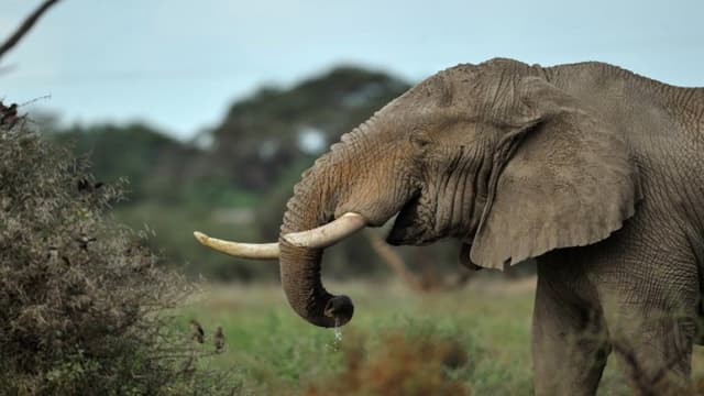 Un braconnier tué par un éléphant