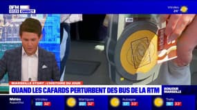 Marseille Story: une vingtaine de lignes de bus à l'arrêt en raison de cafards