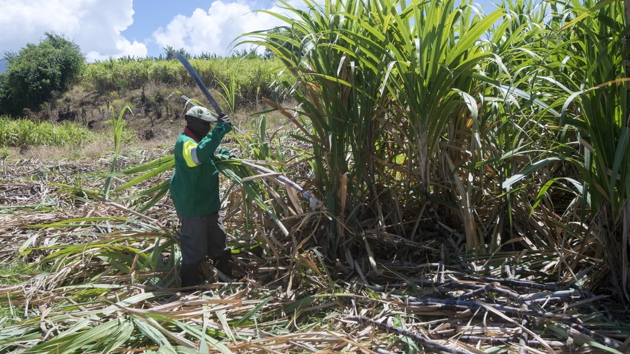 sucre-rhum-et-nergie-en-guadeloupe-la-canne-sert-tout
