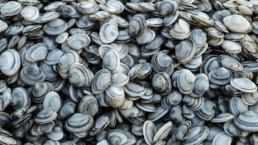 Des coquillages