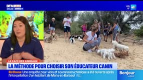 Le Café des Animaux : la méthode pour choisir son éducateur canin