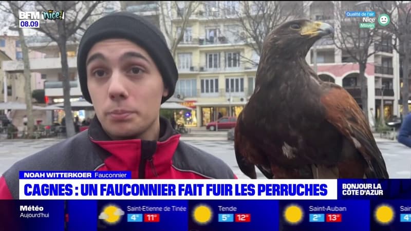 À Cagnes-sur-Mer, un fauconnier fait fuir les perruches sur la place de Gaulle