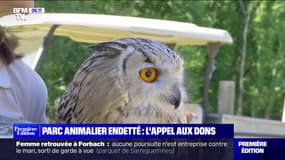 Endetté, un parc animalier craint de fermer ses portes et d'euthanasier ses animaux