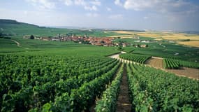 Les vignobles autour du village de Chamery, dans la Marne, le 4 mai 2021 (photo d'illustration).