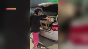 Nancy-Paris avec un mouton dans le coffre, la course insolite d'un taxi