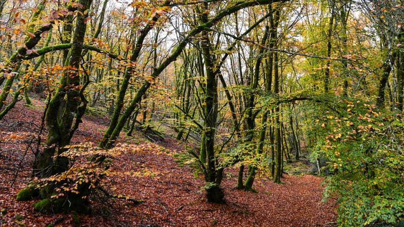 Quelque 233.400 plants d'arbres ont commencé à être plantés sur le site de la future forêt de Pierrelaye-Bessancourt, dans le Val d'Oise. (Photo d'illustration)