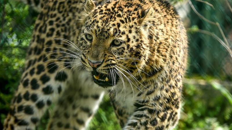 Inde: un léopard sème la terreur dans un quartier résidentiel et blesse des habitants