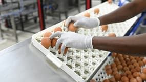 Un employé prépare les œufs au couvoir Lohmann de Saint-Fulgent, le 21 septembre 2023 en Vendée.