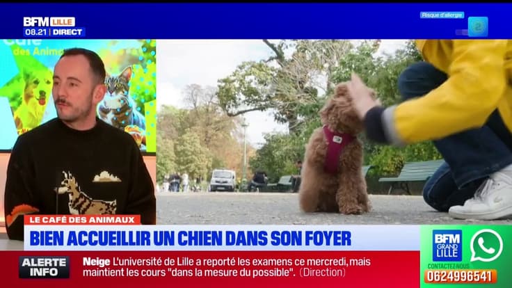 Le Café des Animaux: bien accueillir un chien dans son foyer