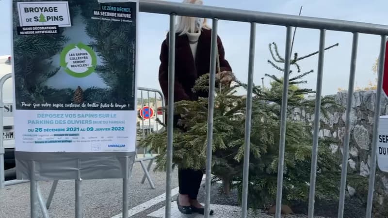 Où jeter son sapin après les fêtes dans les Alpes-Maritimes?