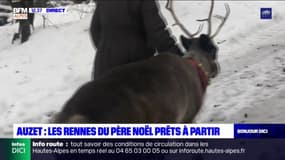 Alpes-de-Haute-Provence: huit rennes élevés dans une famille à Auzet