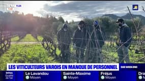 Les viticulteurs varois en manque de personnel qualifié