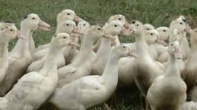 Un foyer de grippe aviaire a été identifié dans le Finistère, 7.450 canards vont être abattus par précaution