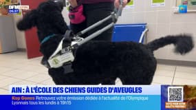 Ain: immersion à l'école des chiens guides d'aveugles