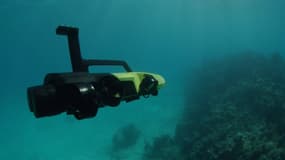 Ce robot défend la grande barrière de corail contre des étoiles de mer tueuses