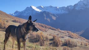 Le chien Charly tué par un louvetier