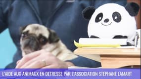 Action d'ici : L'aide aux animaux en détresse par l'Association Stéphane Lamart