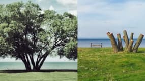 Le Broccoli Tree, avant et après