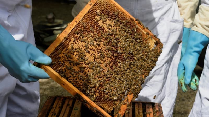 Miel: après les agriculteurs, les apiculteurs manifestent ce lundi, 1.000 ruches attendues à Lyon