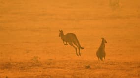 Des kangourous fuient les flammes à Cooma, en Australie, le 4 janvier
