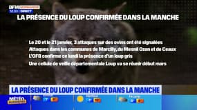 Manche: la présence du loup confirmée à la suite d'attaques sur des ovins