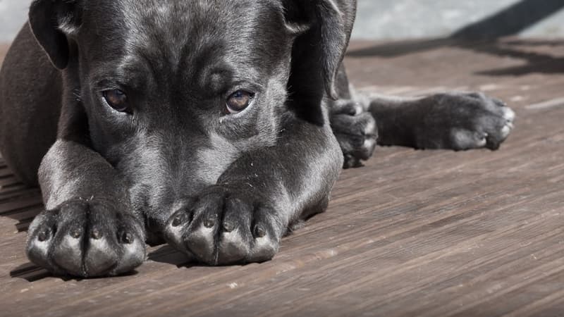 L'animal en était réduit à manger ses déjections 