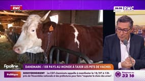 Danemark : 1er pays au monde à taxer les pets de vaches
