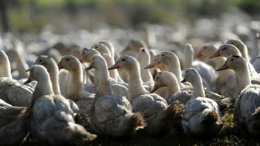 Le Sud-Ouest recensait l'immense majorité des cas de grippe aviaire dans ses élevages