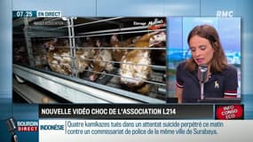 Dupin Quotidien : Nouvelle vidéo choc de l'association L214 - 14/05