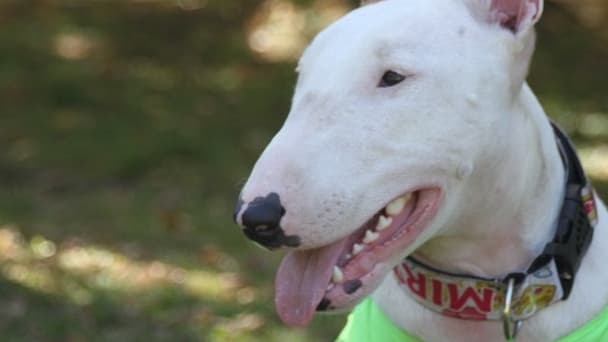 Le chien, de race bull terrier,&nbsp;avait vraisemblablement échappé à la surveillance de ses propriétaires