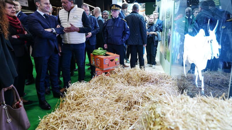 Elle fustige ceux qui veulent "produire moins pour produire mieux": la ministre de l'Agriculture veut relancer la productivité agricole dans un pays qui importe désormais 40% de ses fromages