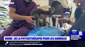 Digne-les-Bains: de la physiothérapie pour les animaux