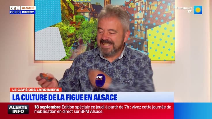 Le Café des Jardiniers: la culture de la figue en Alsace
