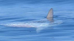 La nageoire dorsale d'un poisson-lune, qui ressemble à s'y méprendre à l'aileron d'un requin.