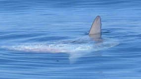 La nageoire dorsale d'un poisson-lune, qui ressemble à s'y méprendre à l'aileron d'un requin.