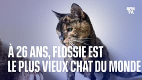 À 26 ans, Flossie est le plus vieux chat du monde