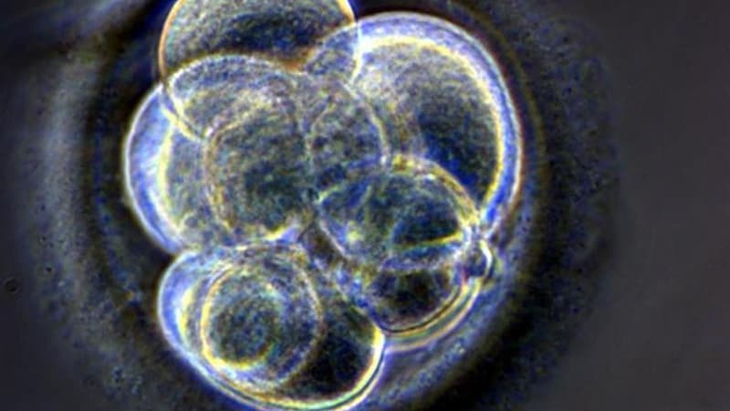 Embryon en formation, photo d'illustration. 
