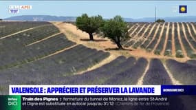 Alpes-de-Haute-Provence: les conseils pour ne pas abîmer les champs de lavande à Valensole