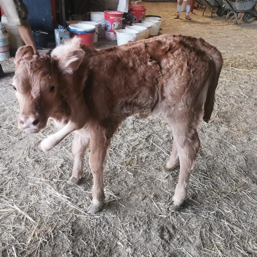 Aveyron: un veau naît avec six pattes, un cas rarissime