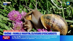 Les fêtes chez nous: dans le Rhône, la famille Martin élève des escargots