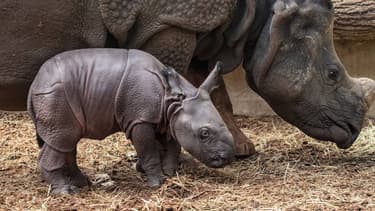 Le bébé rhinocéros et sa mère, au zoo de Beauval.