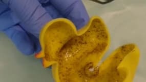 Les canards en plastique, de véritables nids à microbes