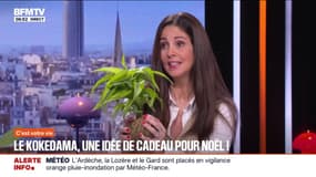 Le kokedama, une plante sans pot qui peut faire une idée de cadeau de Noël