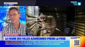Planète locale du mercredi 2 avril - La faune des villes azuréennes prend la pose