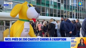 Nice: près de 200 chats et chiens à l'adoption ce week-end