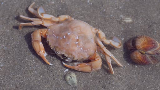 A l'inverse du poisson, le crabe ressent la douleur.