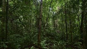 Vue d'une forêt vierge dans la région amazonienne au Brésil, prise le 11 décembre 2024. 