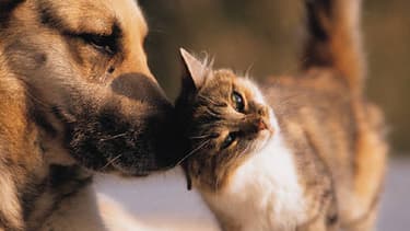 Image d'illustration - un chien et un chat