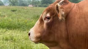 Une vache limousine